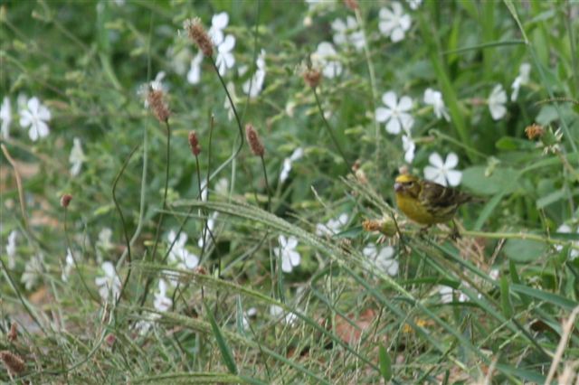 identificazione [Verzellino]